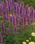 Agastache ‘Blue Boa’ PW (1 gallon)