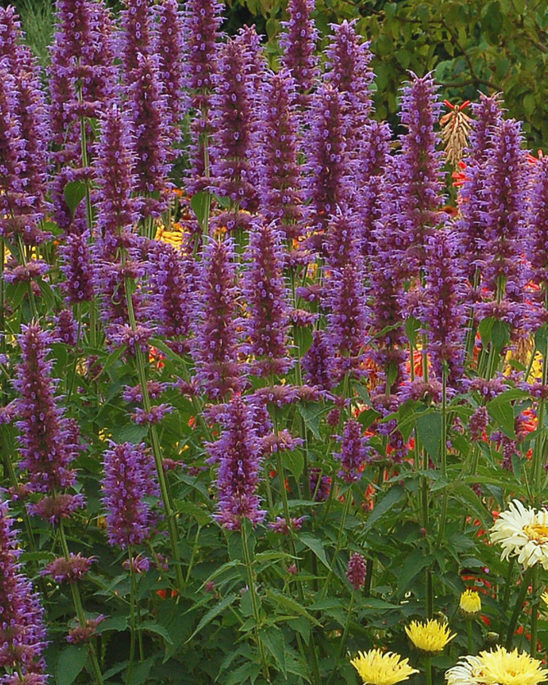 Agastache ‘Blue Boa’ PW (1 gallon)