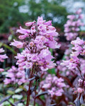 Penstemon ‘Dark Towers’ (1 gallon)