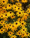 Black-eyed Susan (1 gallon)
