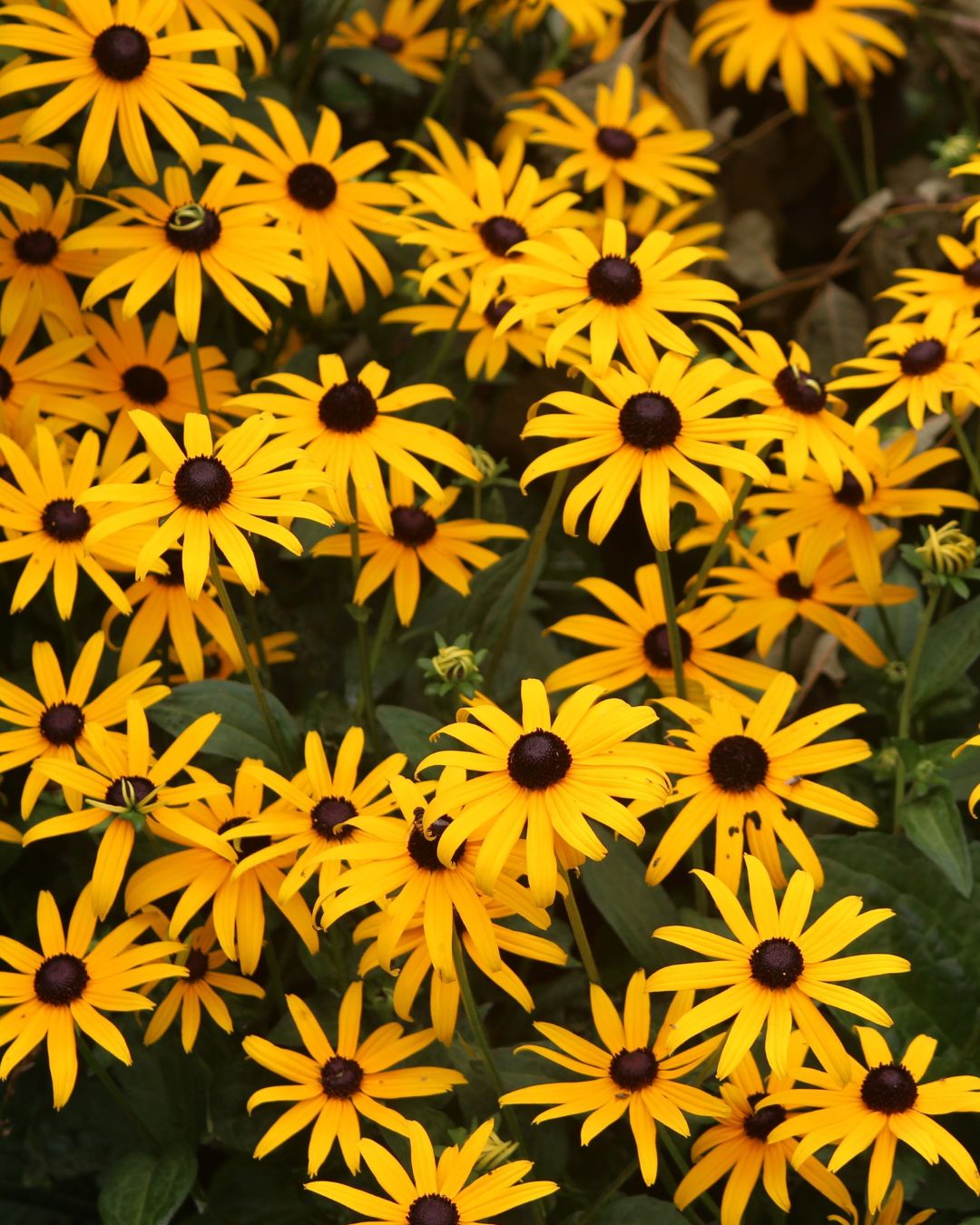 Black-eyed Susan (1 gallon)