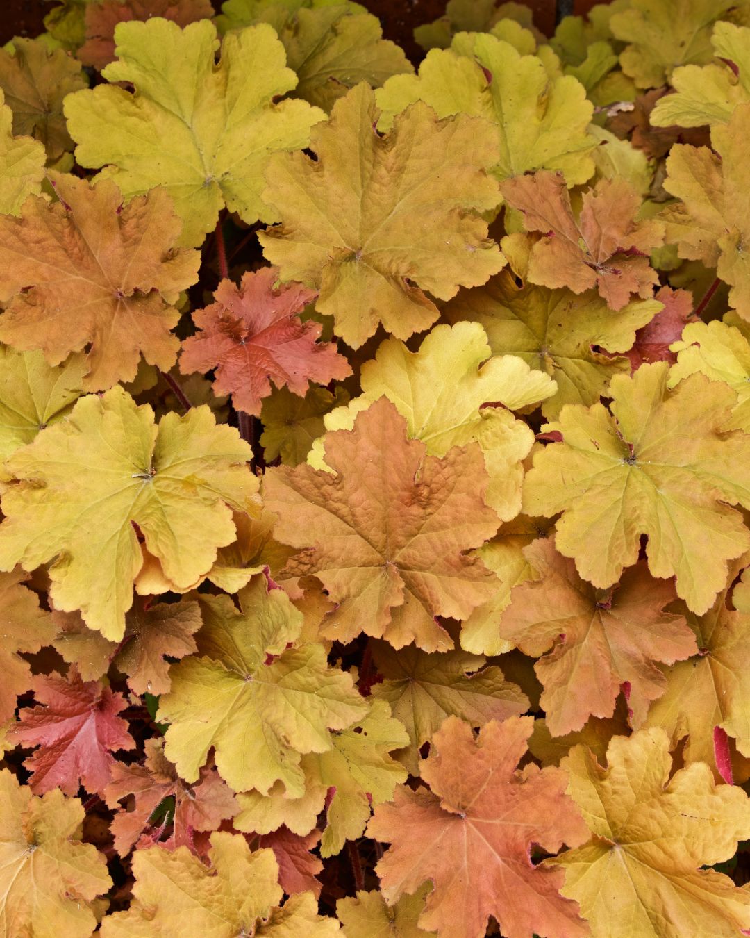 Heuchera ‘Caramel’ (1 gallon)