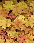 Heuchera ‘Caramel’ (1 gallon)