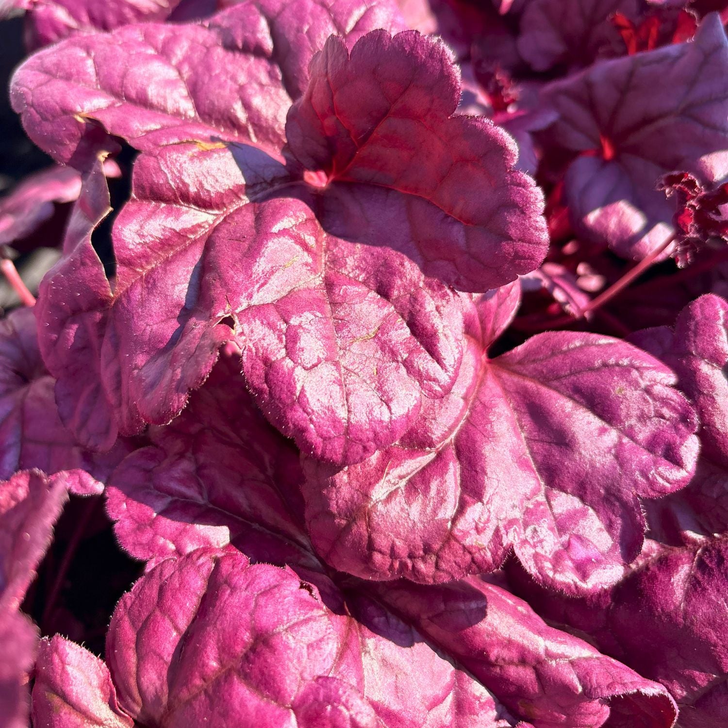 Wildberry Heuchera — Purple Coral Bells (Heuchera 'Wildberry') · 1 Gal