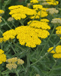 Achillea ‘Moonshine' (1 gallon)
