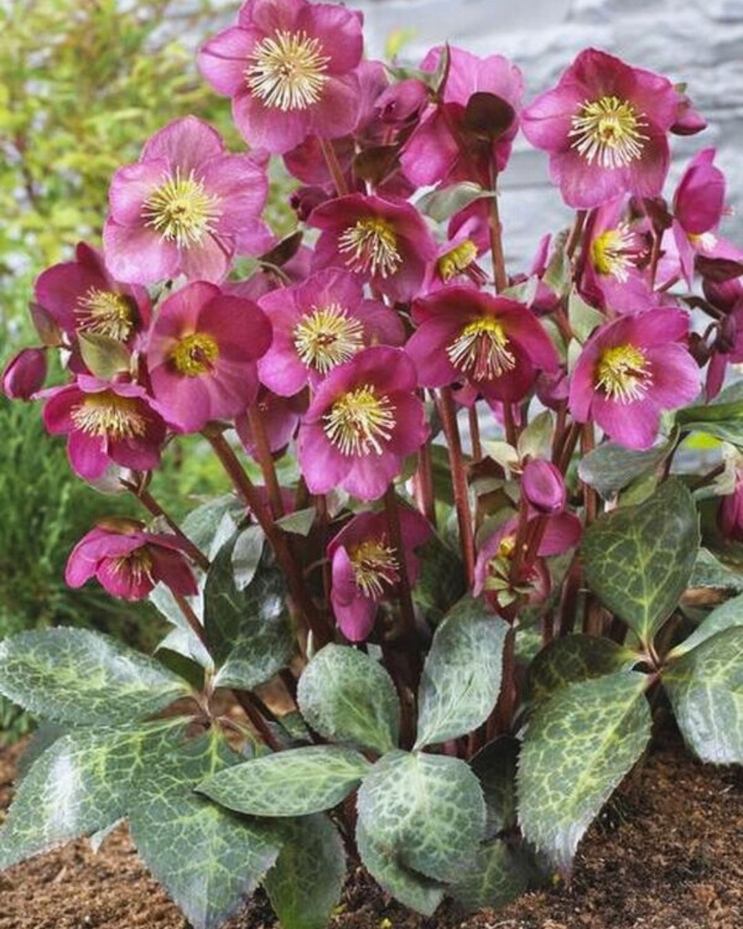 Frostkiss Hellebore ‘Anna’s Red’ (1 gallon)
