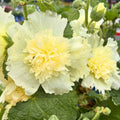 Springfield Celebrities Lemon Hollyhock — Cottage-Garden Classic (Alcea rosea 'Springfield Celebrities' Lemon) · 2 Gal