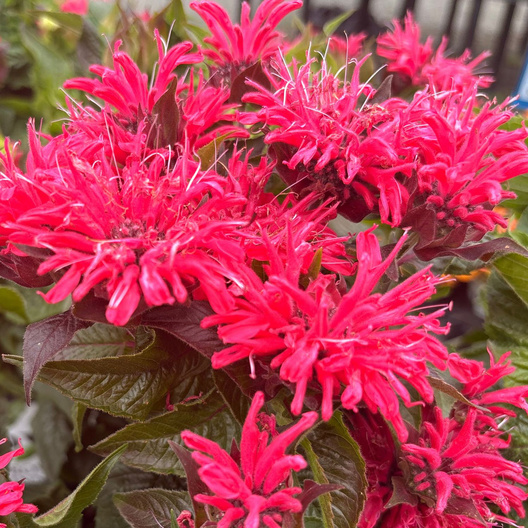 Pardon My Cerise Bee Balm — Dwarf Monarda (Monarda didyma 'Pardon My Cerise') · 1.5 Gal
