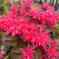 Pardon My Cerise Bee Balm — Dwarf Monarda (Monarda didyma 'Pardon My Cerise') · 1.5 Gal