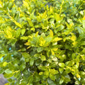 BerryBux® Blueberry — Dwarf Blueberry Shrub (Vaccinium 'BerryBux') · 3 Gal