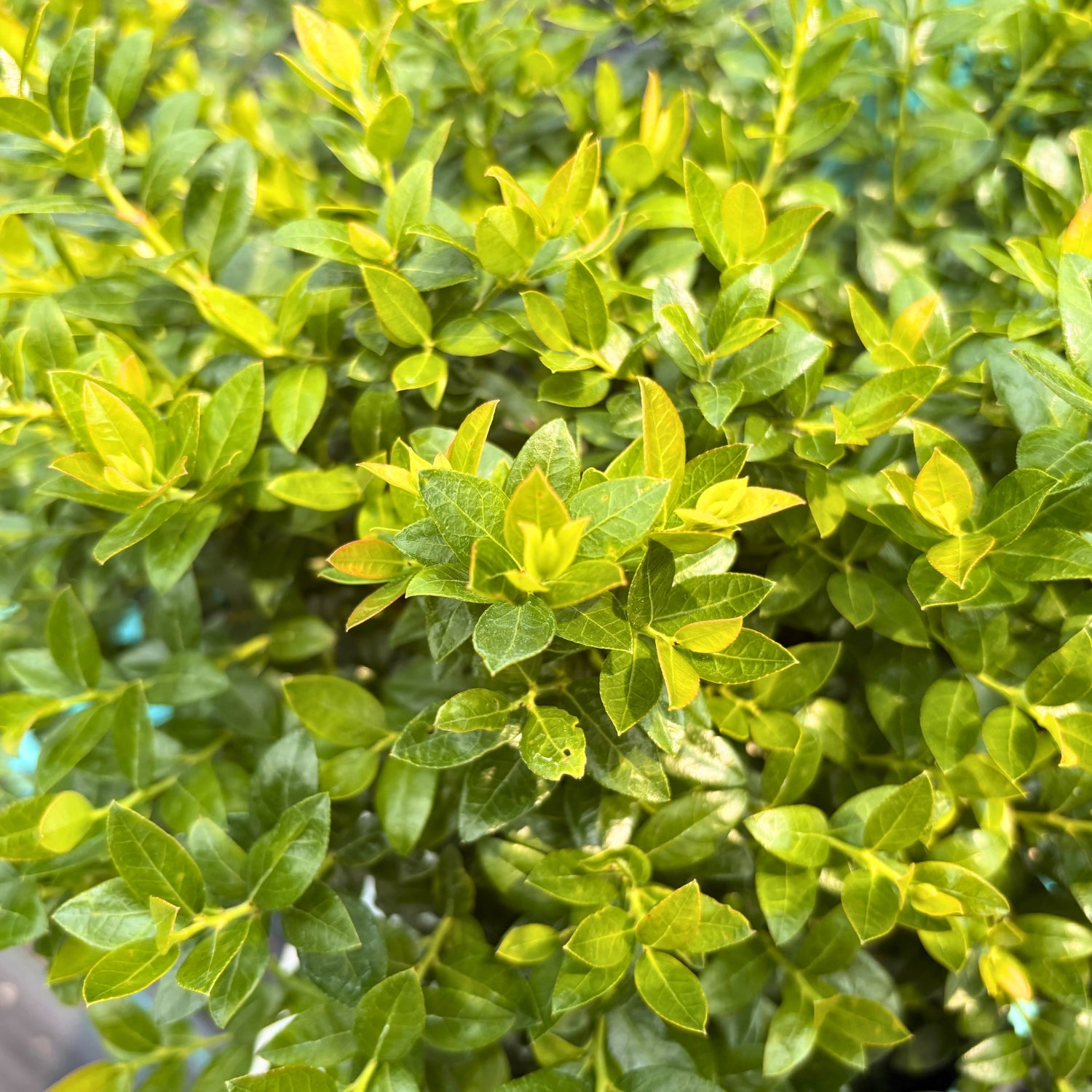 BerryBux® Blueberry — Dwarf Blueberry Shrub (Vaccinium 'BerryBux') · 3 Gal