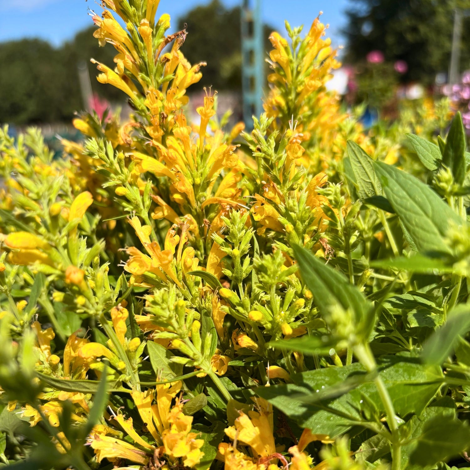 Poquito Butter Yellow Agastache — Dwarf Hummingbird Mint (Agastache 'TNAGAPBY') · 1.5 Gal