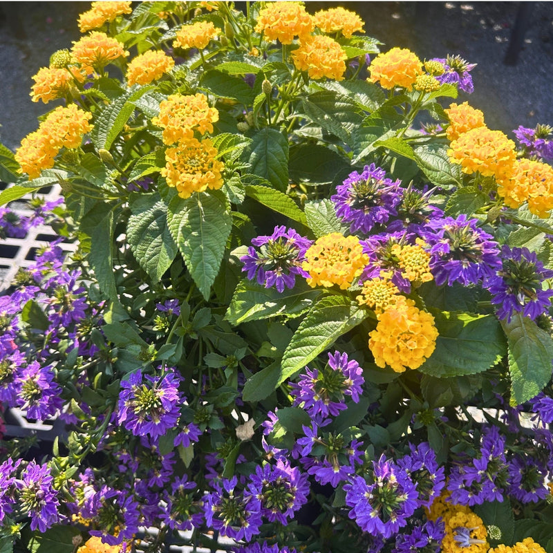 Buy Online, Pickup In Store at Reston Farm