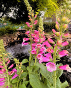 Foxglove ‘Candy Mountain’ — Upward-Facing Blooms (1 Gallon)