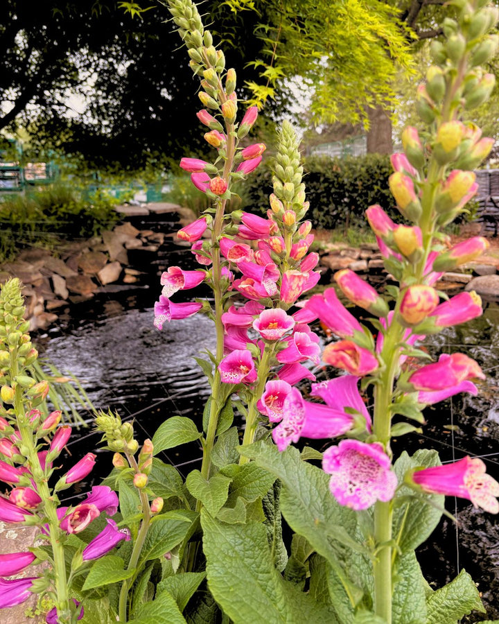 Foxglove ‘Candy Mountain’ — Upward-Facing Blooms (1 Gallon)