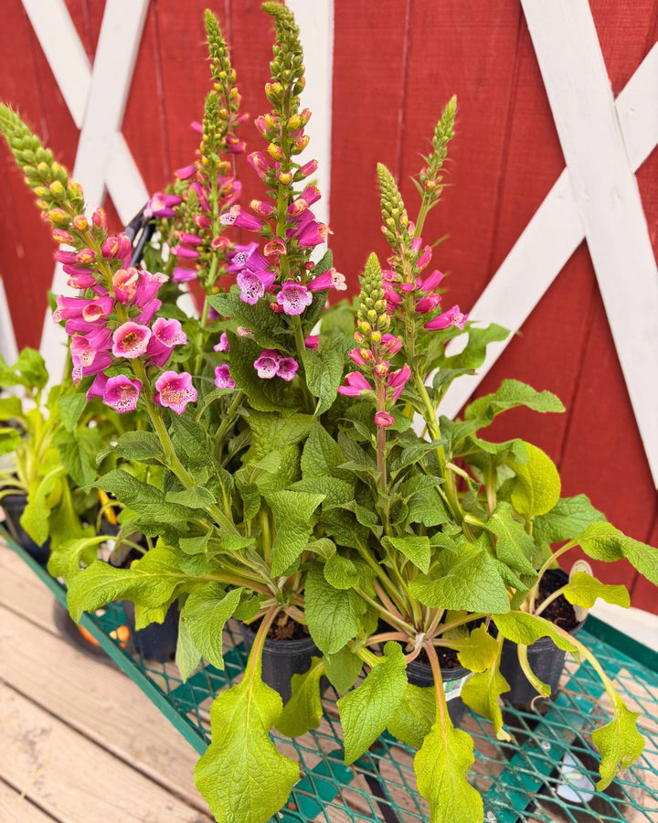 Foxglove ‘Candy Mountain’ — Upward-Facing Blooms (1 Gallon)