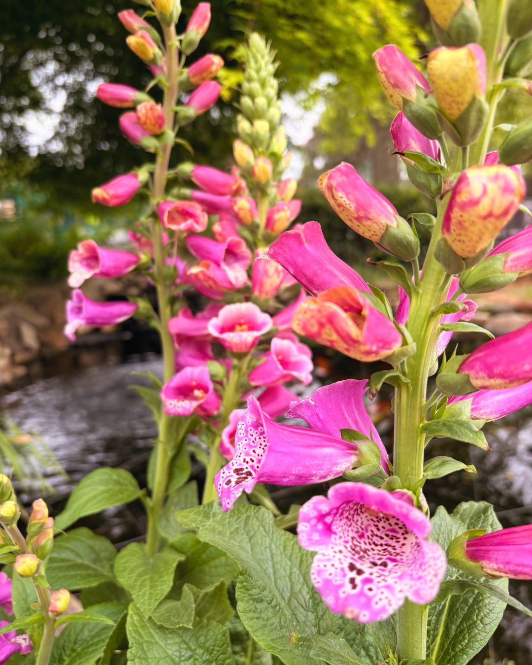 Foxglove ‘Candy Mountain’ — Upward-Facing Blooms (1 Gallon)