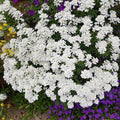 Candytuft 'Snow Flurries' (1 quart)