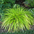 Carex 'Everillo' (1 gallon)