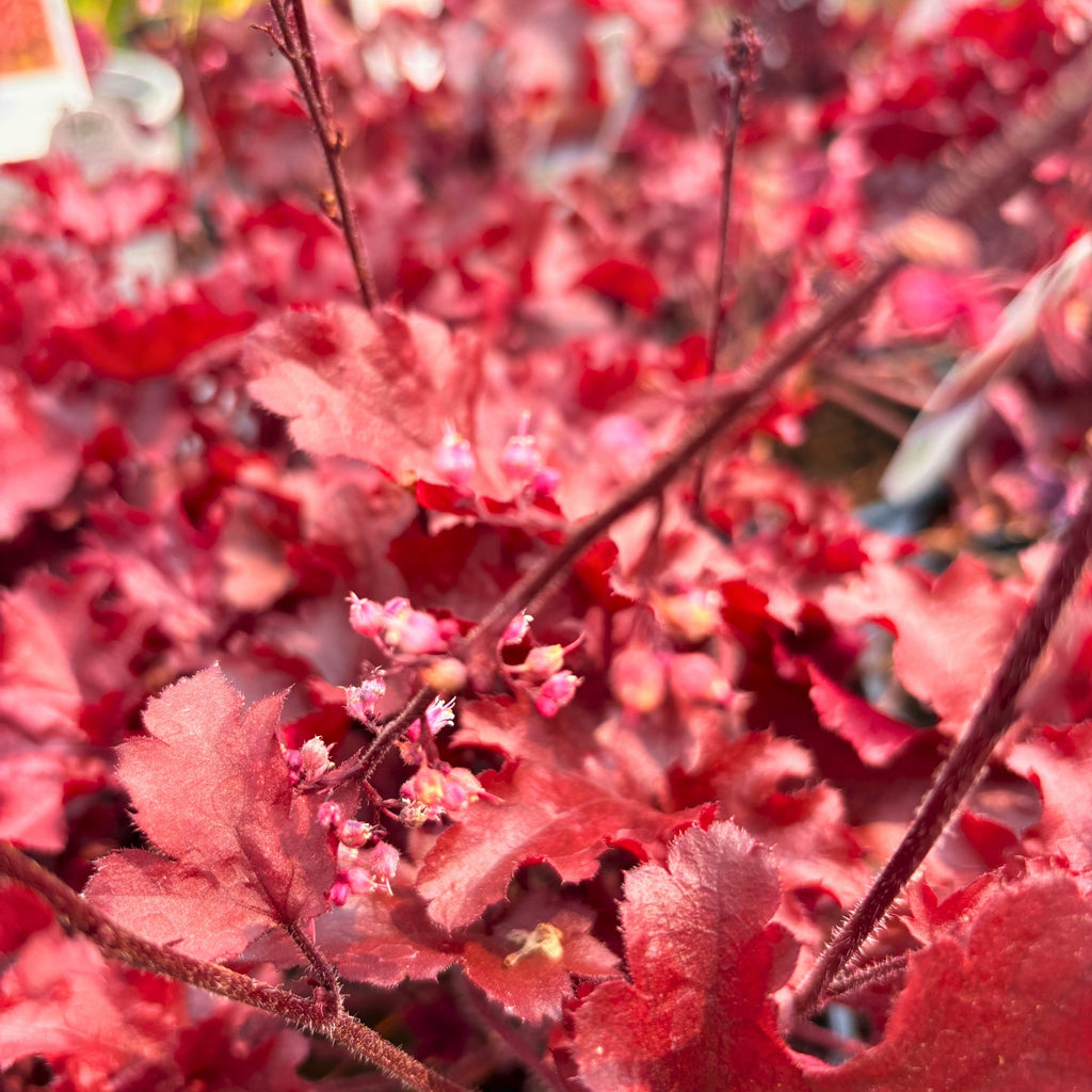 Cherry Truffles Heuchera — Heuchera 'Dolce Cherry Truffles' · 2.5 Qt