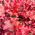 Cherry Truffles Heuchera — Heuchera 'Dolce Cherry Truffles' · 2.5 Qt