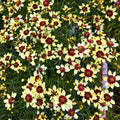 Creamy Calico Coreopsis — Maroon-Eyed Threadleaf Tickseed (Coreopsis verticillata 'Creamy Calico') · 1.5 Gal
