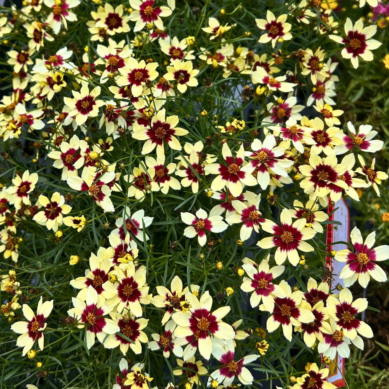 Creamy Calico Coreopsis — Maroon-Eyed Threadleaf Tickseed (Coreopsis verticillata 'Creamy Calico') · 1.5 Gal