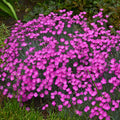 Dianthus ‘Firewitch’ (1 gallon)