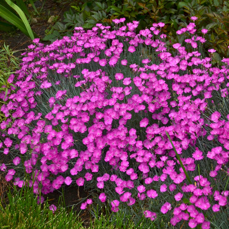Dianthus ‘Firewitch’ (1 gallon)