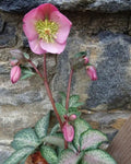 Frostkiss Hellebore ‘Dorothy’s Dawn’ (1 gallon)