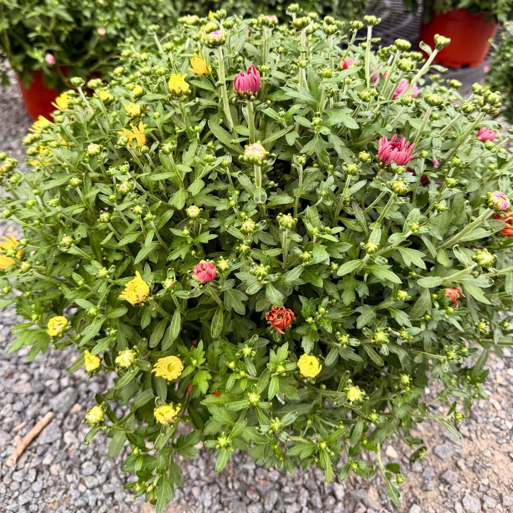 Tri-Color Garden Mum — Dark Pink, Orange & Yellow (Chrysanthemum × morifolium) · 9" Pot