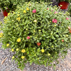 Tri-Color Garden Mum — Dark Pink, Orange & Yellow (Chrysanthemum × morifolium) · 9" Pot