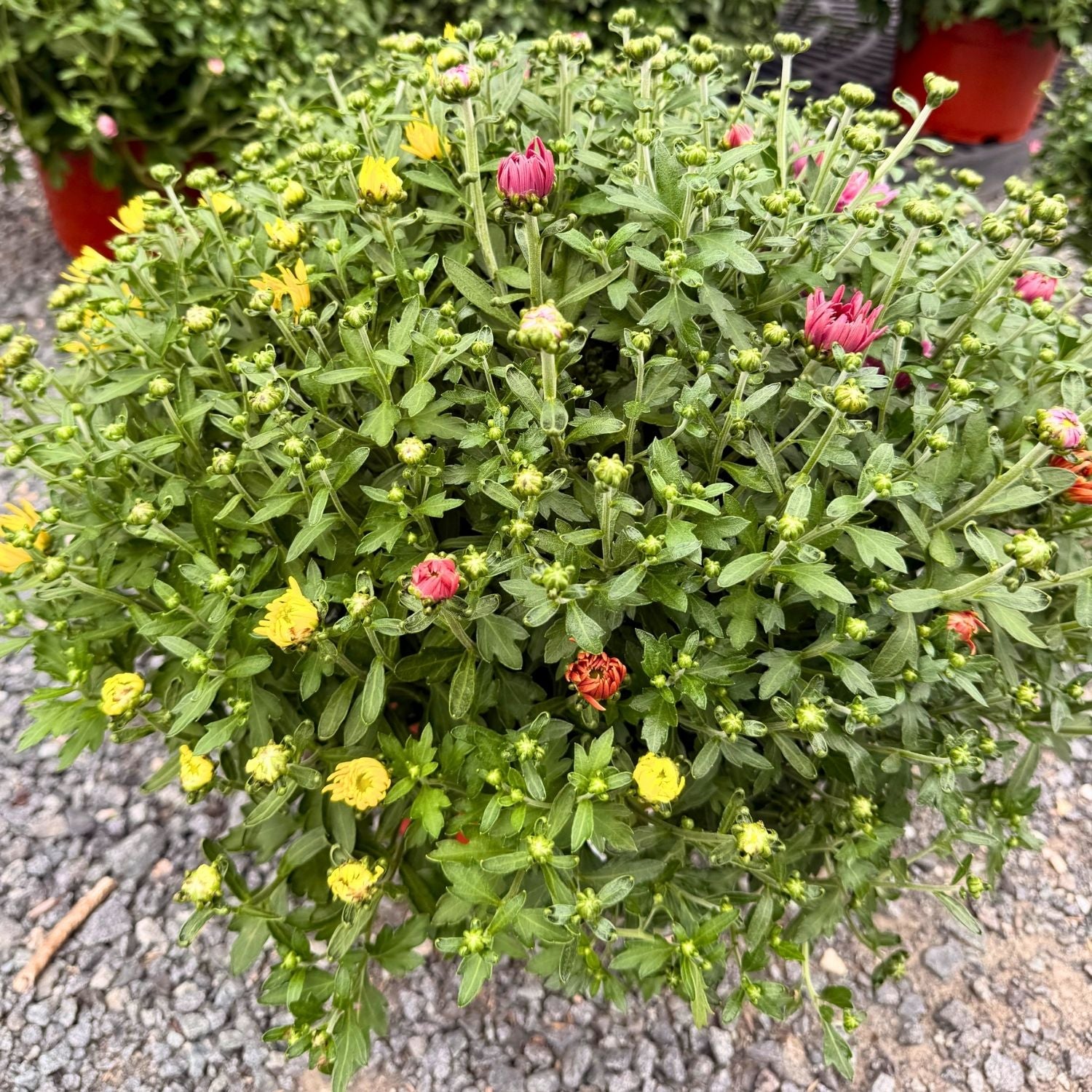 Tri-Color Garden Mum — Dark Pink, Orange & Yellow (Chrysanthemum × morifolium) · 9" Pot