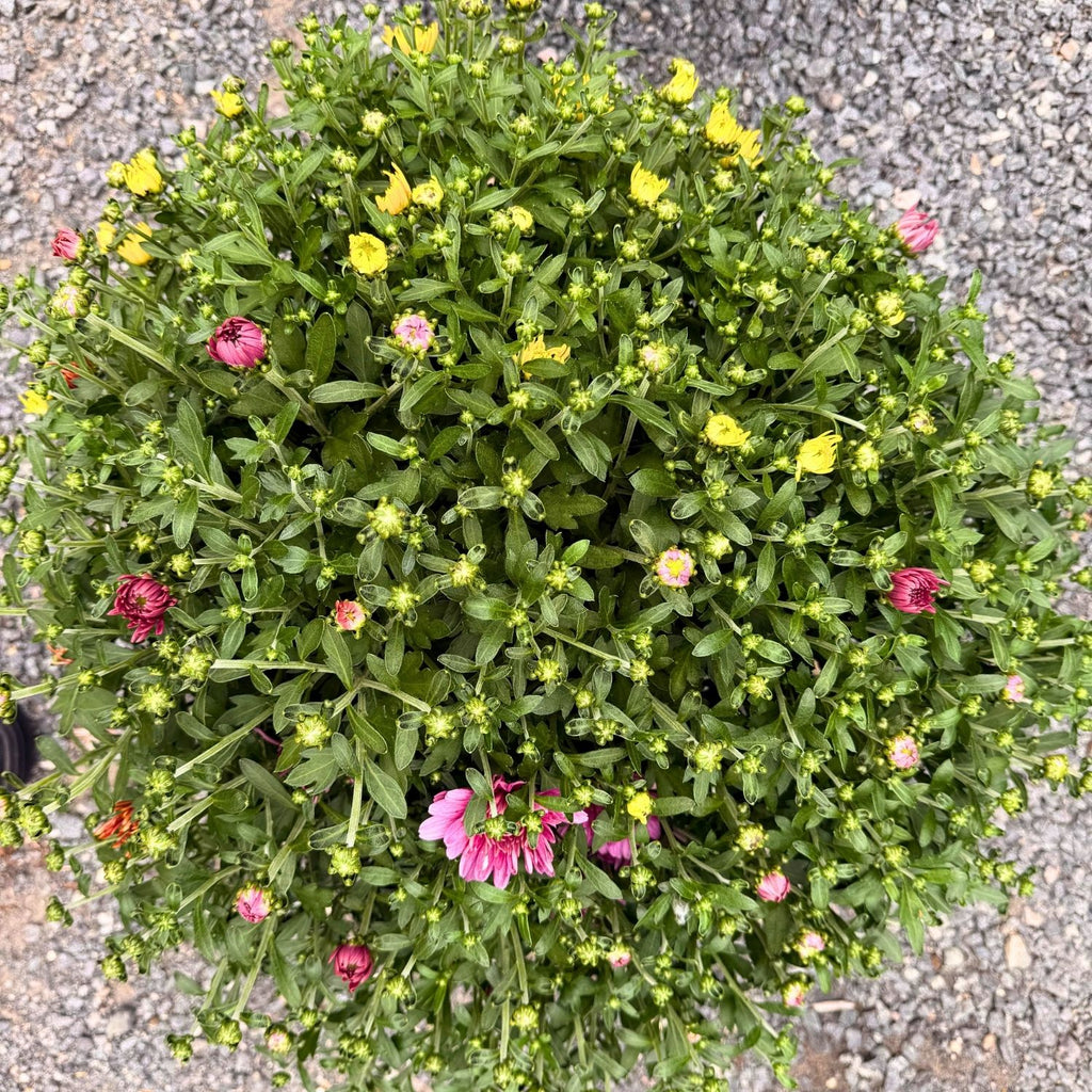 Tri-Color Garden Mum — Dark Pink, Orange & Yellow (Chrysanthemum × morifolium) · 9" Pot