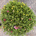 Tri-Color Garden Mum — Dark Pink, Orange & Yellow (Chrysanthemum × morifolium) · 9" Pot