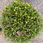 Tri-Color Garden Mum — Dark Pink, Orange & Yellow (Chrysanthemum × morifolium) · 9" Pot