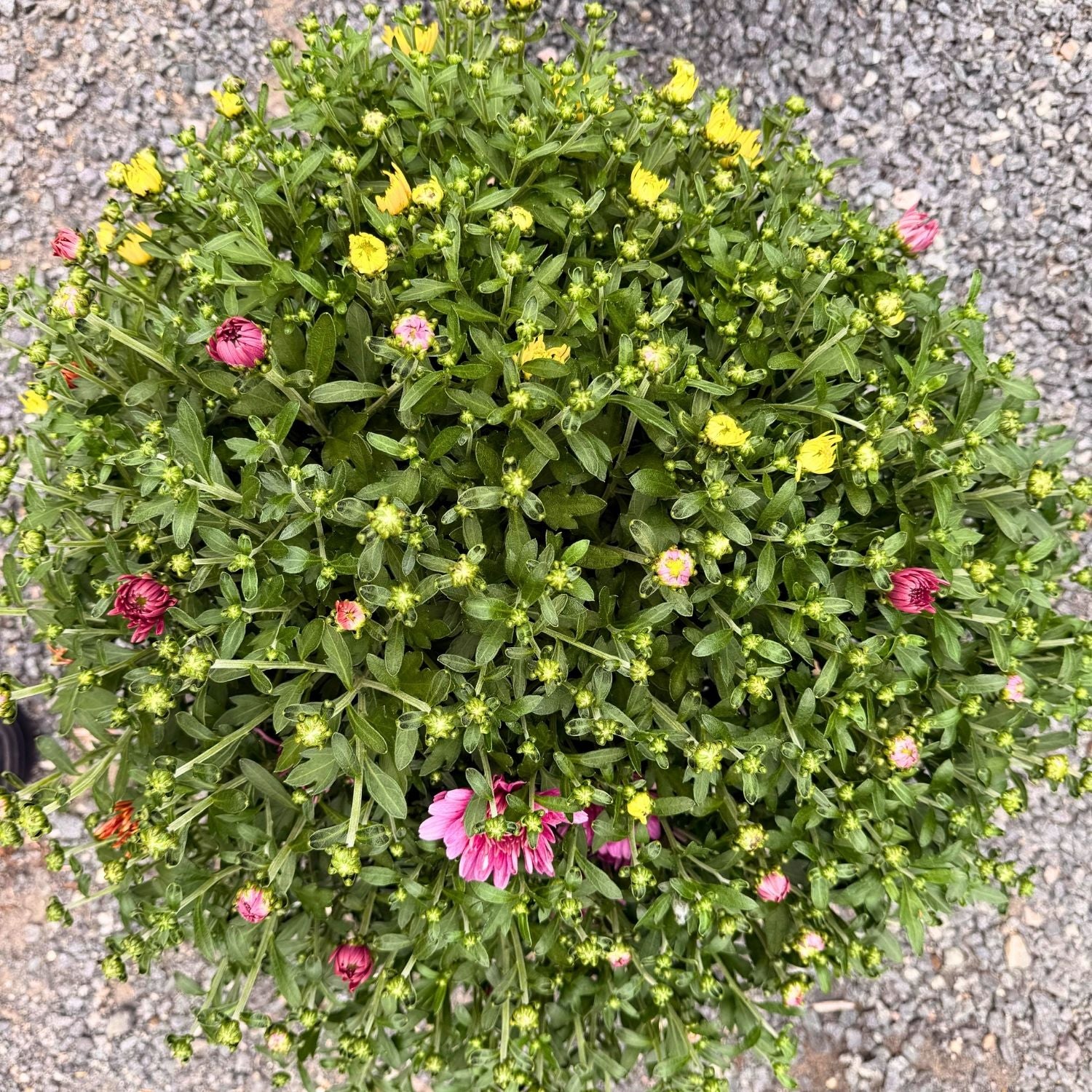 Tri-Color Garden Mum — Dark Pink, Orange & Yellow (Chrysanthemum × morifolium) · 9" Pot