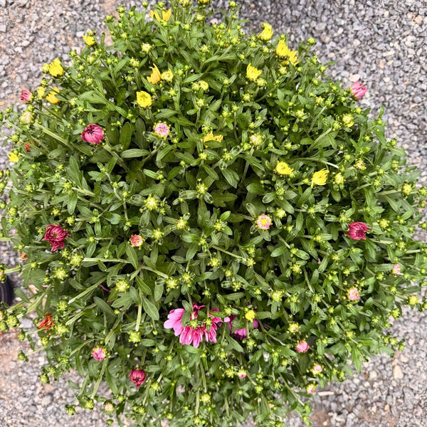 Tri-Color Garden Mum — Dark Pink, Orange & Yellow (Chrysanthemum × morifolium) · 9" Pot