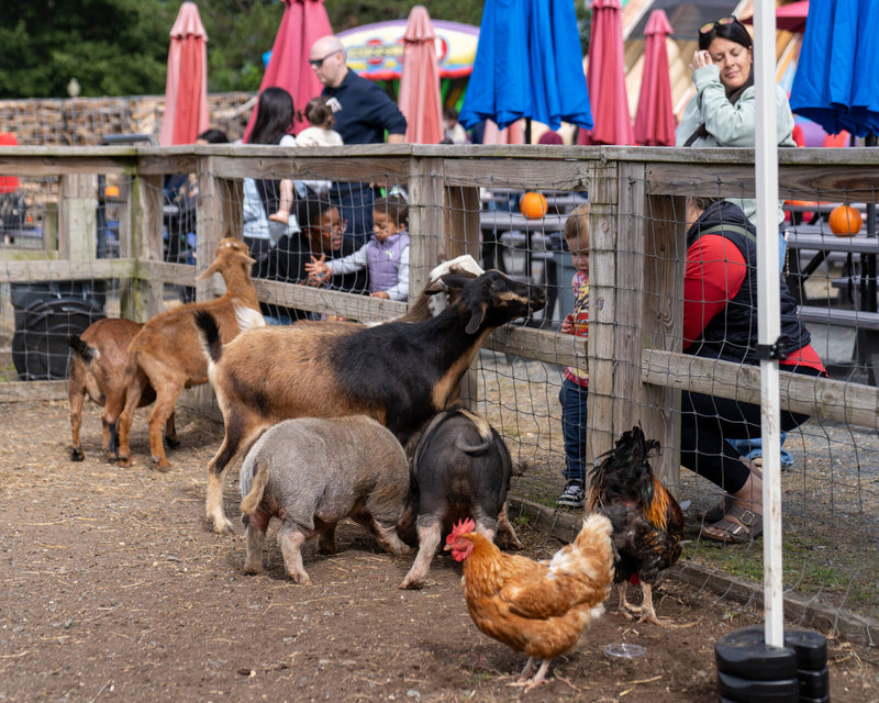 The petting zoo