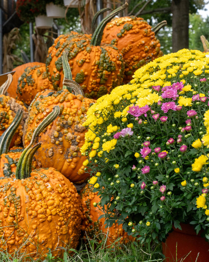 Fall at Reston Farm Garden Market