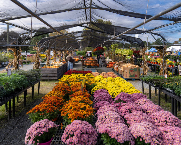 Fall at Reston Farm Garden Market