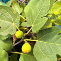 Chicago Hardy Fig — Cold-Hardy Fig Tree (Ficus carica 'Chicago Hardy') · 3 Gal