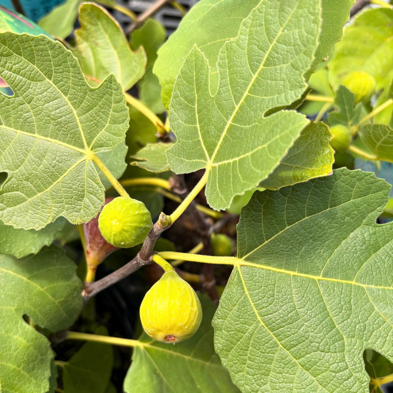 Chicago Hardy Fig — Cold-Hardy Fig Tree (Ficus carica 'Chicago Hardy') · 3 Gal