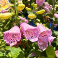 Camelot Lavender Foxglove — Cottage-Garden Showpiece (Digitalis purpurea 'Camelot Lavender') · 2 Gal