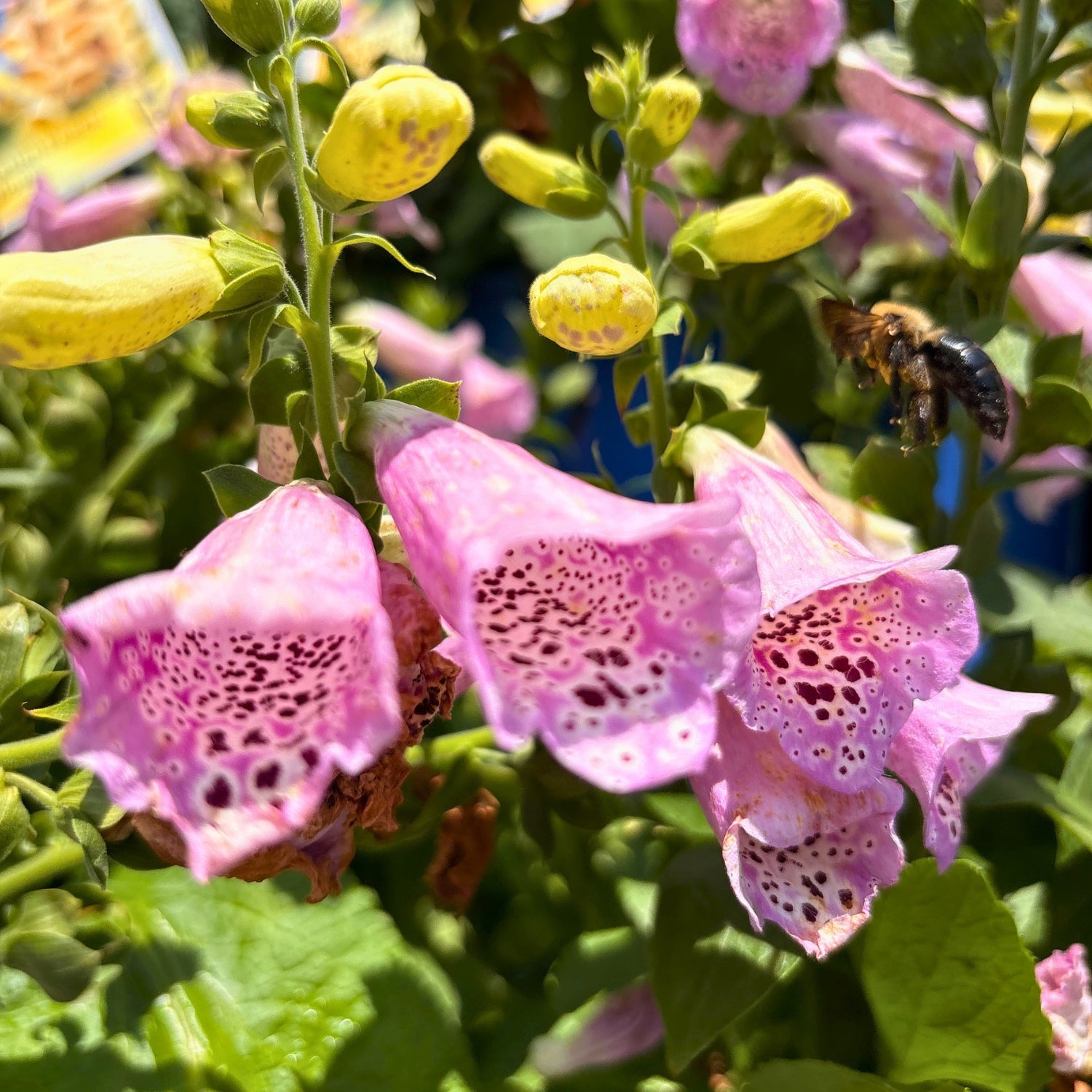 Camelot Lavender Foxglove — Cottage-Garden Showpiece (Digitalis purpurea 'Camelot Lavender') · 2 Gal