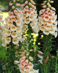 Digitalis ‘Dalmatian Peach’ (1 gallon)