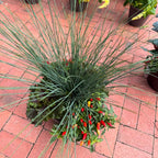 12in Fall Combo, Grass Centerpiece