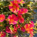 Portulaca Hanging Basket — Pink with Yellow Streaks (Portulaca) · 10 in.