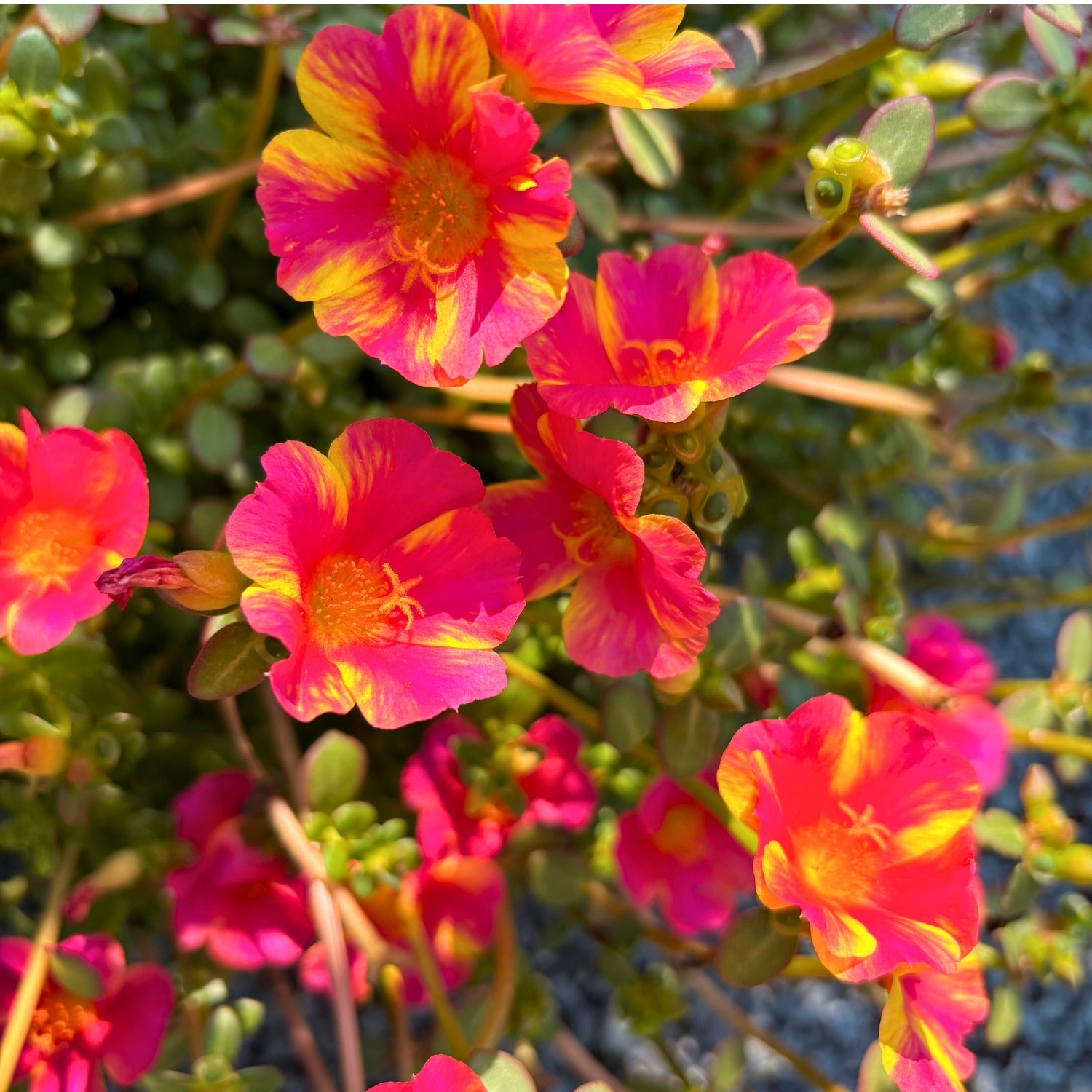 Portulaca Hanging Basket — Pink with Yellow Streaks (Portulaca) · 10 in.