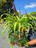 Fall Harvest Basket — Ornamental Peppers, Grasses & Black-Eyed Susans · Half Bushel